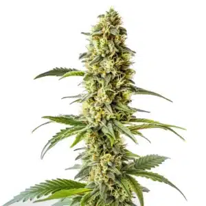 Green Crack x Core cannabis plant with vibrant green leaves and bright orange pistils.
