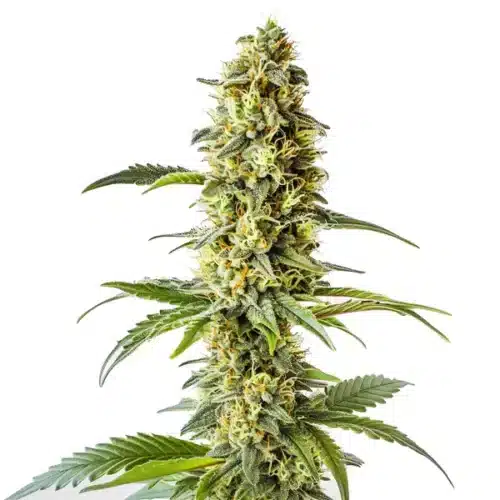 Green Crack x Core cannabis plant with vibrant green leaves and bright orange pistils.