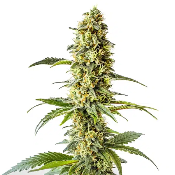 Green Crack x Core cannabis plant with vibrant green leaves and bright orange pistils.