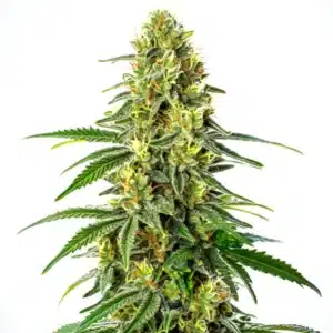 Tall buds of Green Crack x Super Silver Haze with vibrant green hues and abundant trichomes.