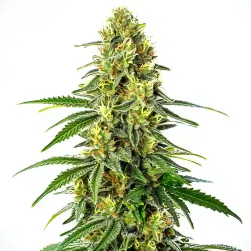Tall buds of Green Crack x Super Silver Haze with vibrant green hues and abundant trichomes.