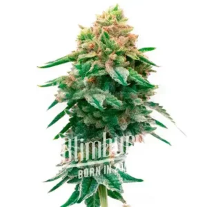 Jilly Bean Regular