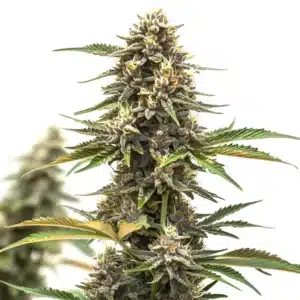 Mandarine Auto cannabis plant with orange pistils and compact green buds covered in trichomes.