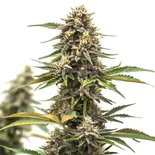 Mandarine Auto cannabis plant with orange pistils and compact green buds covered in trichomes.