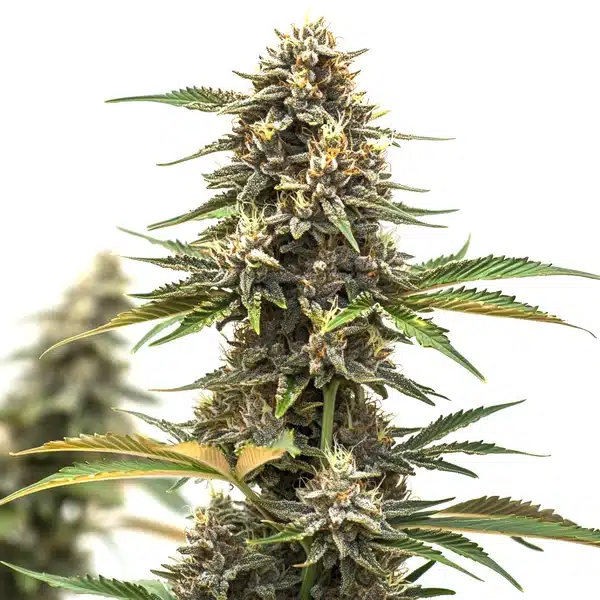 Mandarine Auto cannabis plant with orange pistils and compact green buds covered in trichomes.