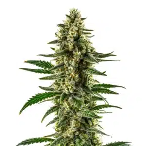 Matanuska Tundra cannabis flower with dense, frosty buds and bright white trichomes.