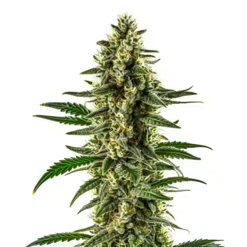 Matanuska Tundra cannabis flower with dense, frosty buds and bright white trichomes.