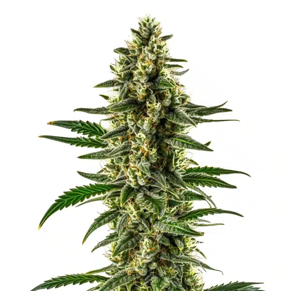 Matanuska Tundra cannabis flower with dense, frosty buds and bright white trichomes.