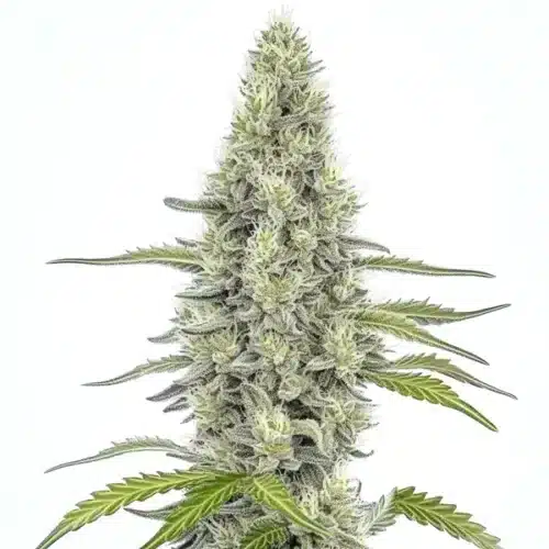 Mazar cannabis plant with silver-frosted buds and dense indica structure.