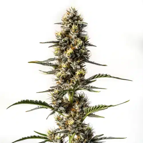 NYC Diesel cannabis plant with frosty trichomes and citrus-scented buds.