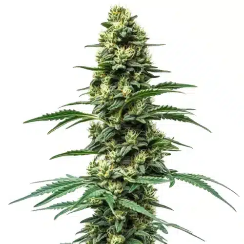 Northern Lights #10 x Amnesia Haze hybrid plant with orange pistils and green buds.