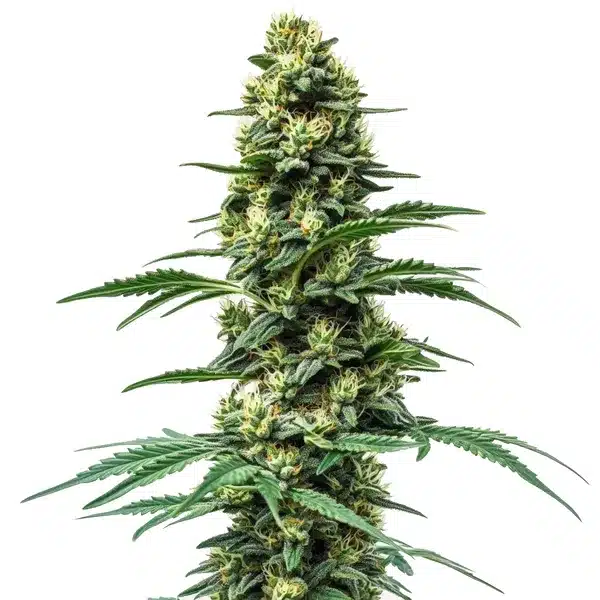 Northern Lights #10 x Amnesia Haze hybrid plant with orange pistils and green buds.