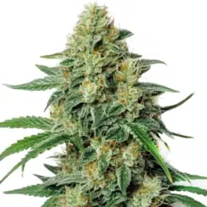 Northern Lights #5 x Amnesia Haze cannabis plant with dense buds and frosty trichomes.