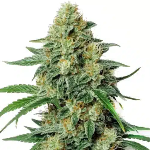 Northern Lights #5 x Amnesia Haze cannabis plant with dense buds and frosty trichomes.