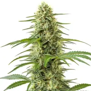 Northern Lights x Skunk cannabis plant with thick green buds and heavy white trichomes.