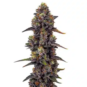 Purple Urkle cannabis plant with dark purple buds and frosty trichomes.