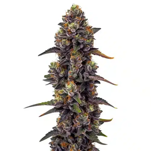 Purple Urkle cannabis plant with dark purple buds and frosty trichomes.