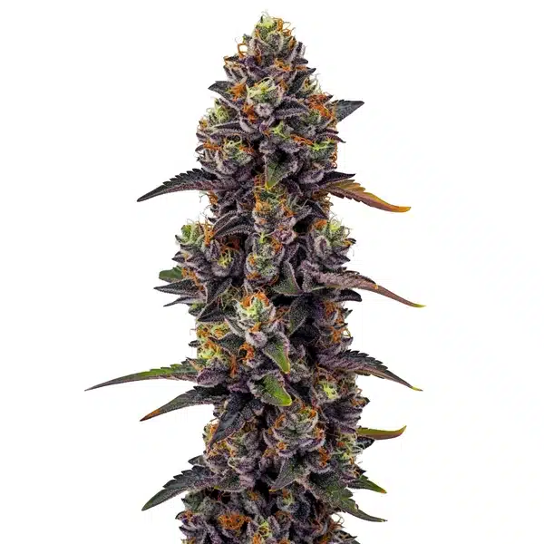 Purple Urkle cannabis plant with dark purple buds and frosty trichomes.