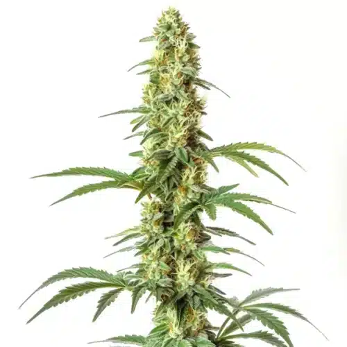 Skywalker Ghost x Triangle Kush cannabis plant with frosty, dense buds and dark green foliage.