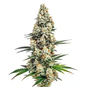 Stardawg cannabis plant with dense, trichome-covered buds and dark green leaves.