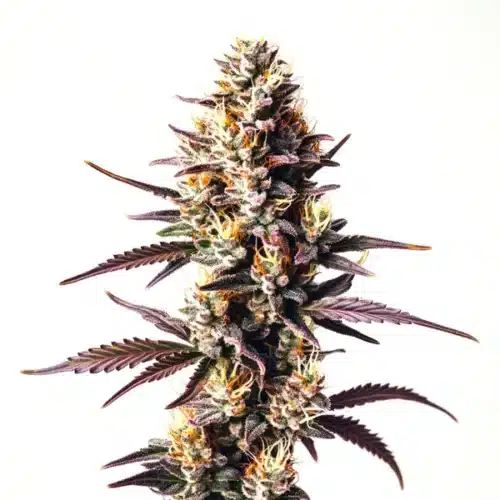 Sunset Sherbet cannabis bud with deep purple hues, orange pistils, and frosty trichomes.