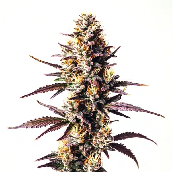 Sunset Sherbet cannabis bud with deep purple hues, orange pistils, and frosty trichomes.