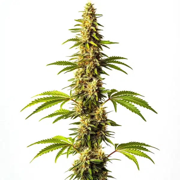 Super Critical Cannabis Seeds by Blimburn - A High-Quality Indica Strain