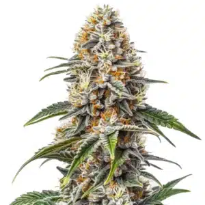 White Russian cannabis bud with a dense, crystal-coated structure and bright orange pistils.
