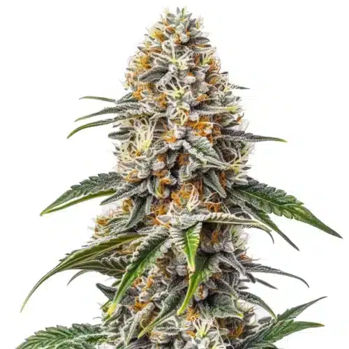White Russian cannabis bud with a dense, crystal-coated structure and bright orange pistils.