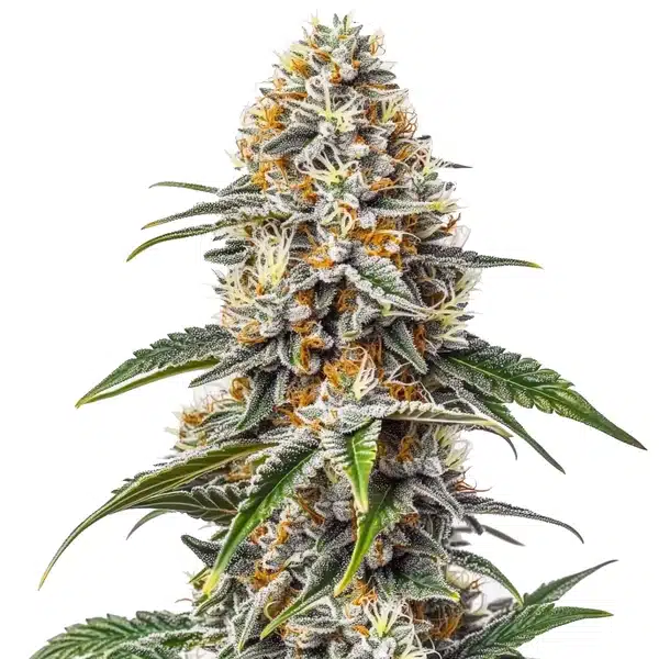 White Russian cannabis bud with a dense, crystal-coated structure and bright orange pistils.