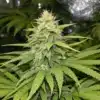Close-up of a cannabis plant showing a mix of healthy green and yellowing leaves in an indoor grow setup.