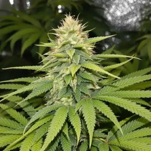 Close-up of a cannabis plant showing a mix of healthy green and yellowing leaves in an indoor grow setup.