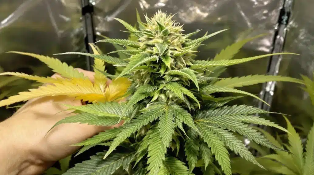 Close-up of a cannabis bud with trichomes and vibrant green leaves in an indoor setup.