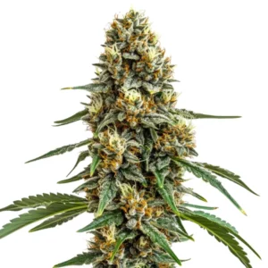 Durban Poison cannabis strain with dense green buds, frosty trichomes, and long, slender leaves, known for its energizing effects.