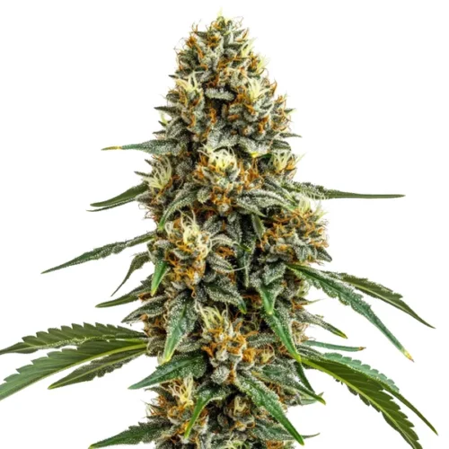 Durban Poison cannabis strain with dense green buds, frosty trichomes, and long, slender leaves, known for its energizing effects.
