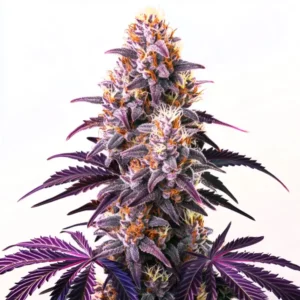 Close-up of a Purple Kush cannabis plant with purple buds and green leaves.