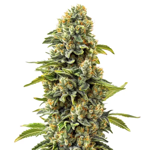 Close-up of Skunk #1 cannabis plant showing dense buds with a coating of trichomes and vibrant green leaves.