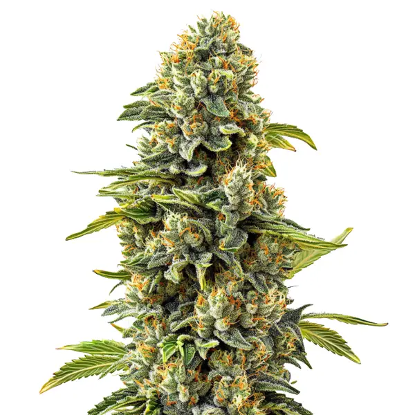 Close-up of Skunk #1 cannabis plant showing dense buds with a coating of trichomes and vibrant green leaves.