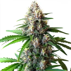 Wedding Cake Autoflower cannabis plant with thick buds covered in resin, green leaves, and orange pistils, showcasing its strong auto-flowering nature.