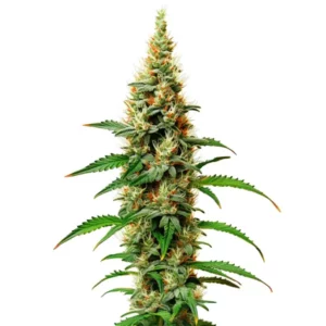 White Rhino cannabis plant with dense buds and green leaves, coated in resin.