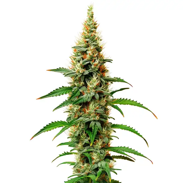 White Rhino cannabis plant with dense buds and green leaves, coated in resin.