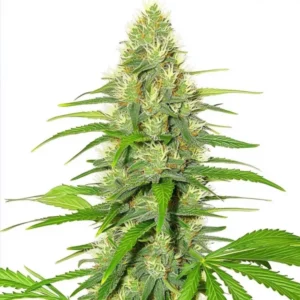 White Widow Seeds cannabis plant with dense buds and green leaves.