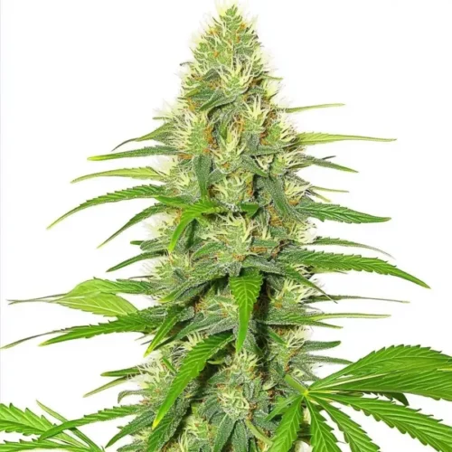 White Widow Seeds cannabis plant with dense buds and green leaves.