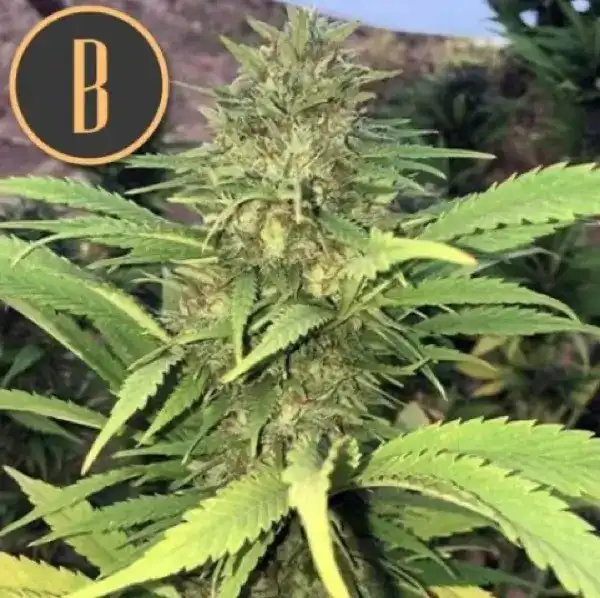 Santa Muerte fast blooming