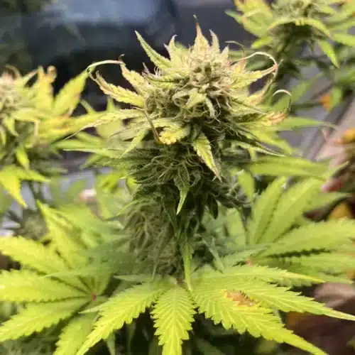 Close-up of Tangie strain buds with vibrant orange pistils and a thick layer of trichomes.