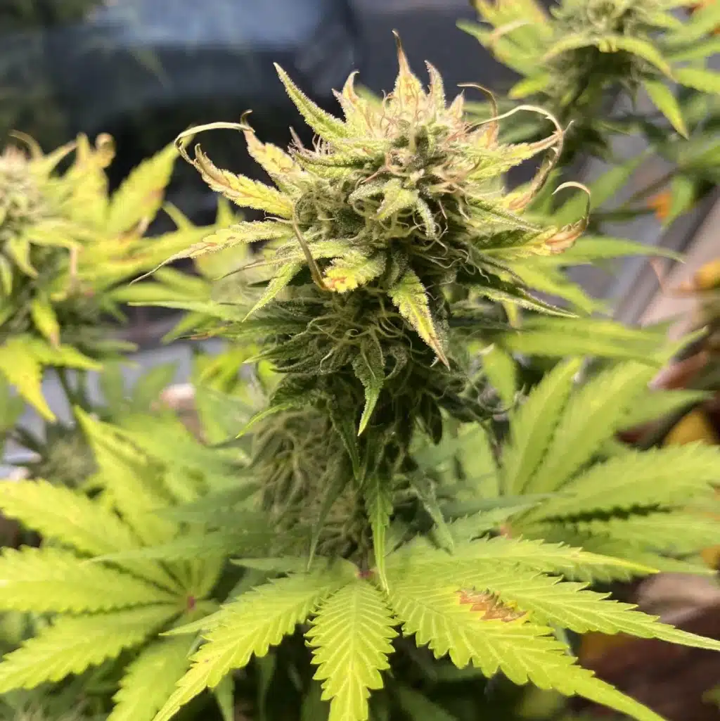 Close-up of Tangie strain buds with vibrant orange pistils and a thick layer of trichomes.