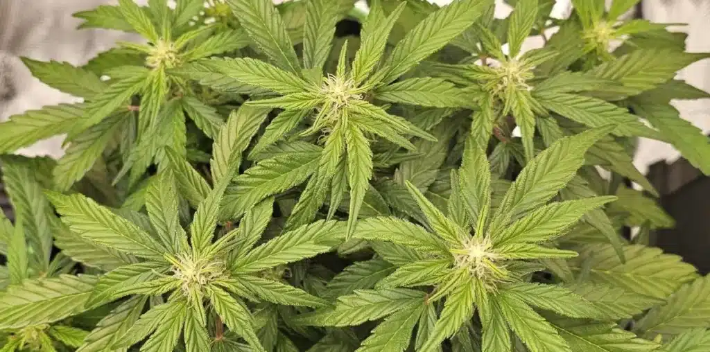 Tangie cannabis plant in the flowering stage, showing dense buds and bright green leaves.