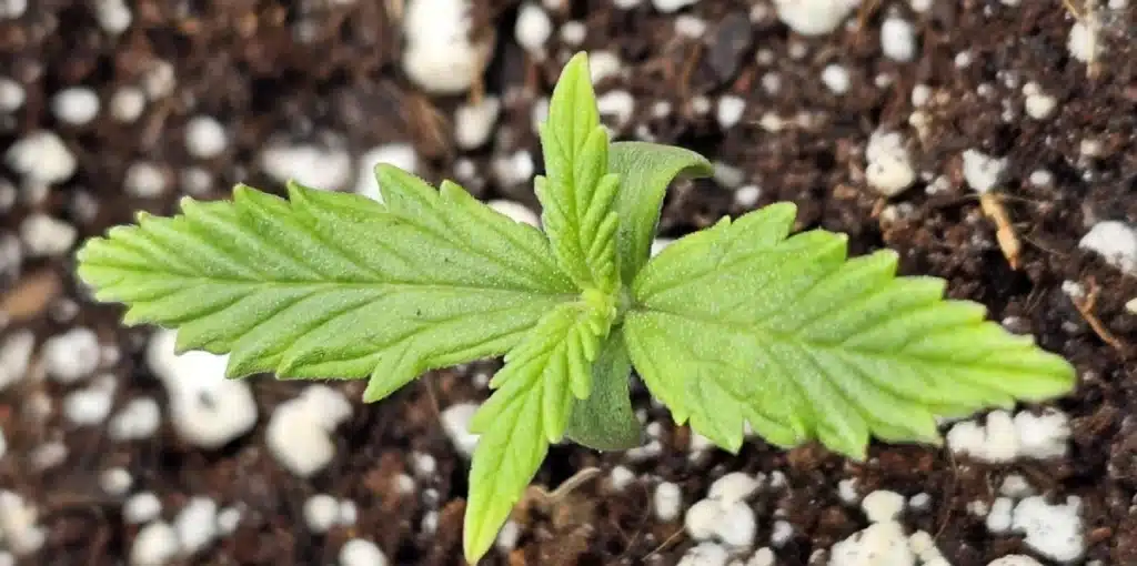 Young Tangie strain cannabis seedling growing in soil with perlite.