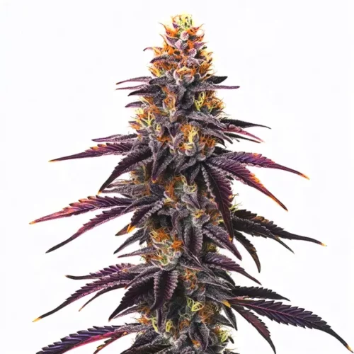Runtz cannabis strain with purple buds, coated in resinous trichomes and orange pistils, showcasing its frosty and colorful appearance.