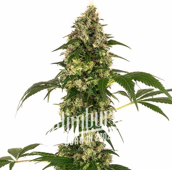 Afghan X Haze